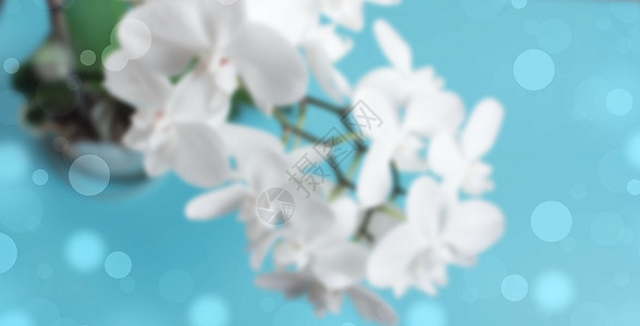 蓝色背景上的BannerDepocent白色兰花图片