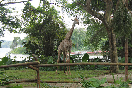 新加坡动物园游猎公园图片