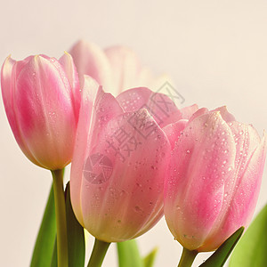 美丽精致的春天花朵粉红色的郁金香图片