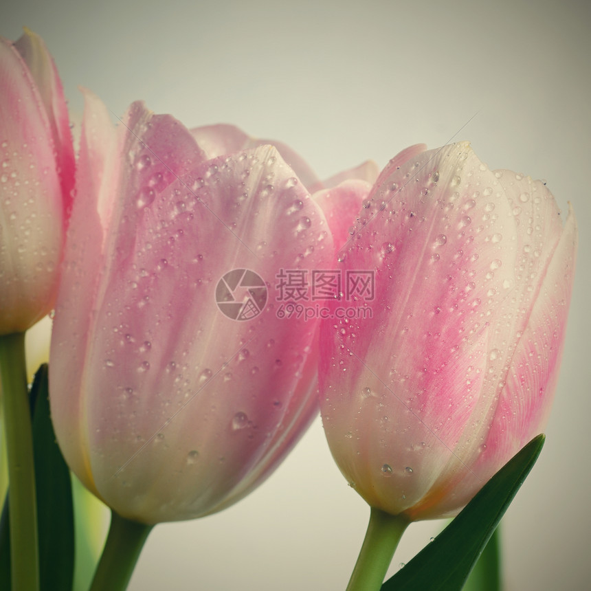 美丽精致的春天花朵粉红色的郁金香图片