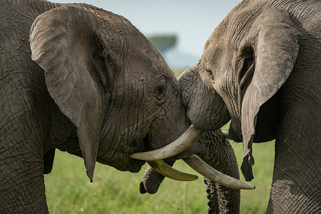 非洲大象在草原上图片