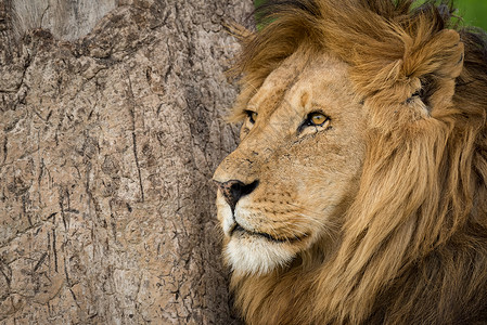 狮子和其他大型猫科动物在树上磨尖了爪子图片