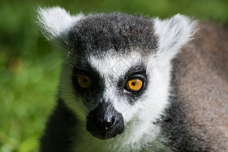 环尾狐猴Lemurcatta是一种大型链霉灵长类动物图片