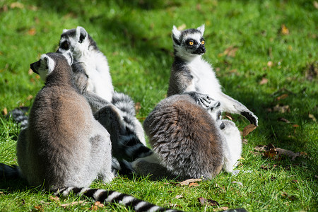 环尾狐猴Lemurcatta是一种大型链霉灵长类动物图片