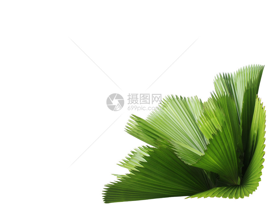 孤立在白色背景上的棕榈树的叶子图片