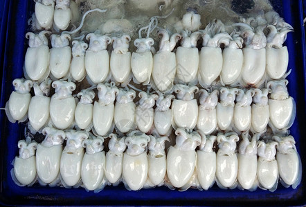 市场上的新鲜白生鱿鱼海鲜销售图片