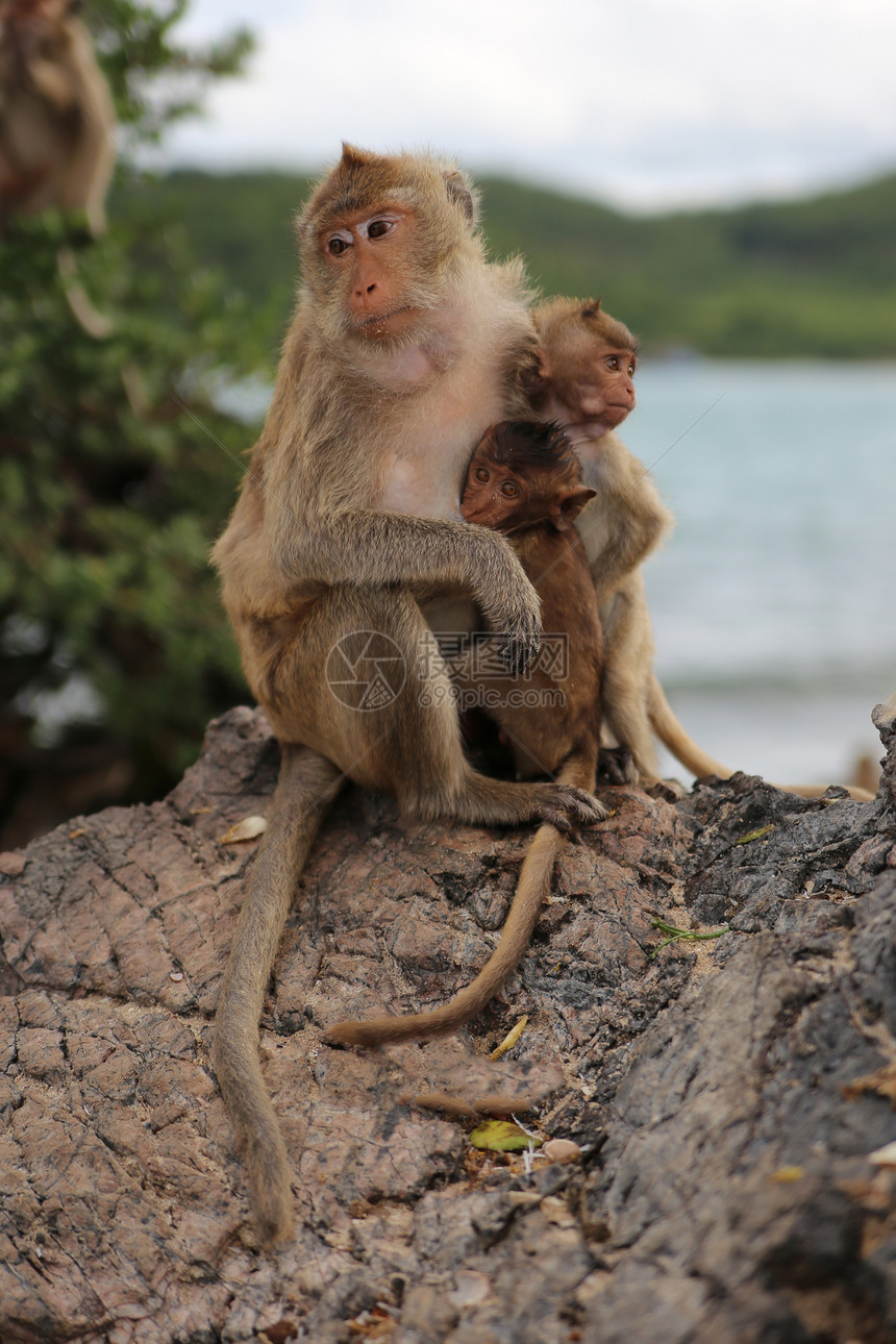 猴子母亲和孩图片