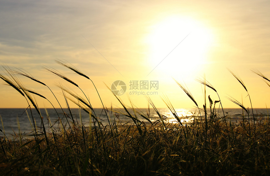 海滩和大海的背景与日落颜色的麦田图片