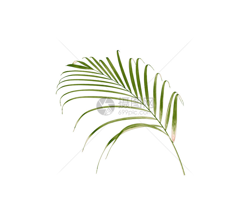 孤立在白色背景上的棕榈树的绿叶图片