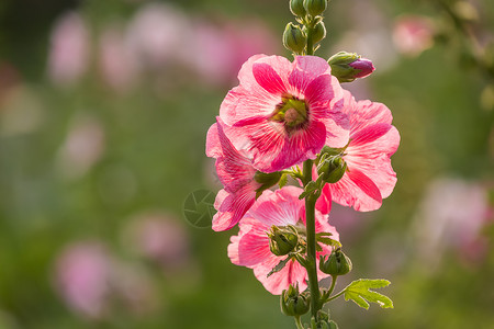 花园里的粉红色蜀葵图片