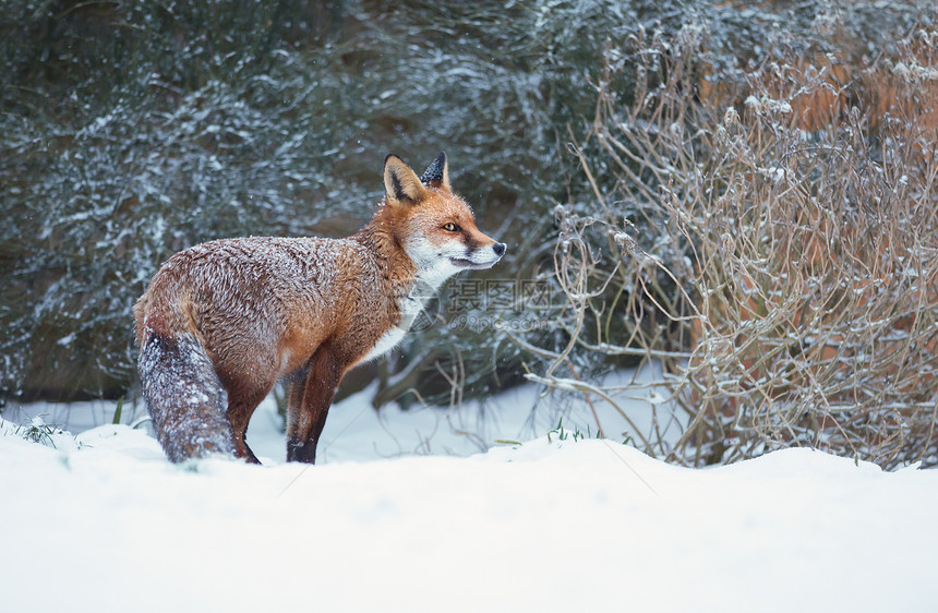一只红狐站在雪地里的特写镜头图片
