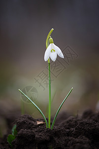 雪花春新鲜的绿色新绿水井图片