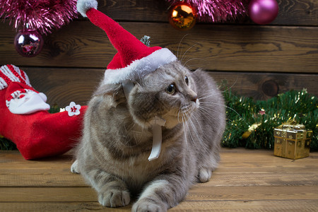 圣诞玩具猫戴着的帽子过图片