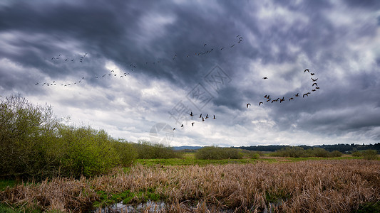 在沼泽附近飞翔的鸟群图片