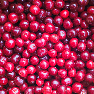 新鲜丰收的成熟布贡迪红樱图片