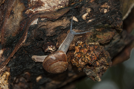小蜗牛不知疲倦地爬上树爬到他家的基地里去图片