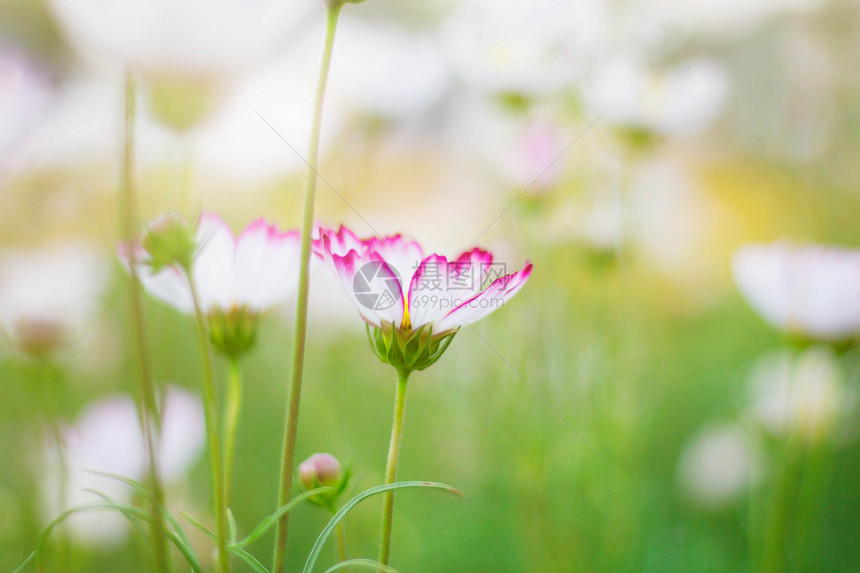 庭园中清爽的白波斯菊图片