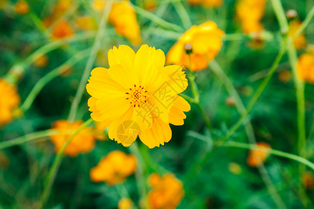 绿色田野上的黄色普通波斯菊花图片