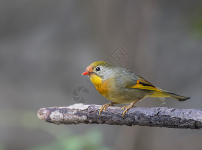 红嘴排风车觅食鳞甲科高清图片