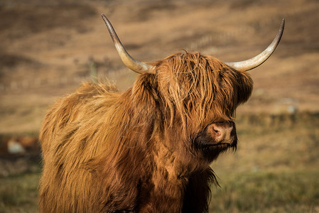 高地牛群放牧田野在苏格兰高地享受春图片