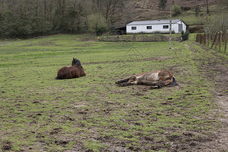 一匹马躺在田野里图片