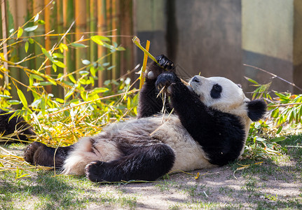 熊猫吃竹叶图片