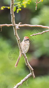 鸟类褐色拉尼乌斯cristat图片
