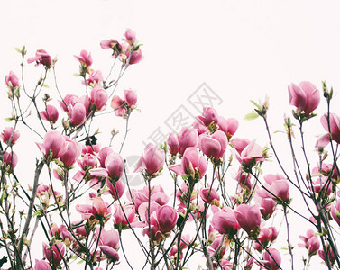 郁金香树Liriodendron图片