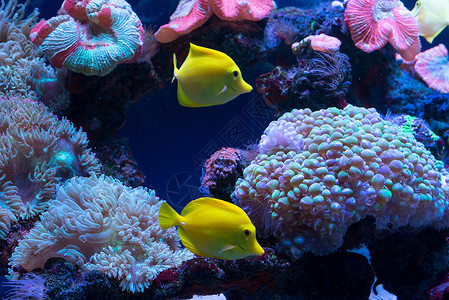 鲜艳的鱼在水族馆里游来去图片