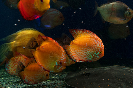 鲜艳的鱼在水族馆里游来去图片