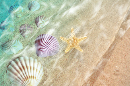 海星和海贝在夏季沙滩上海水中夏天背背景图片