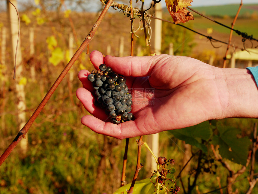 葡萄种植者在葡萄园第一次霜冻后控制葡萄秋季收获前的葡萄藤制作图片