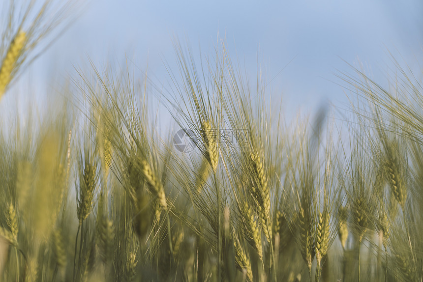 年轻的金耳小麦,背景为蓝天的蓝图片