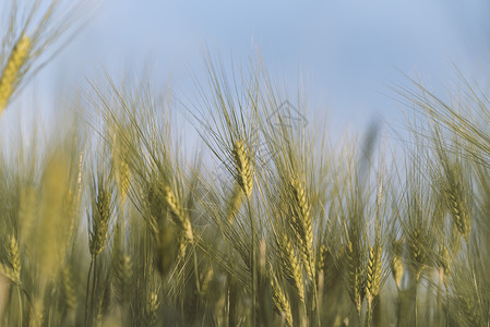 年轻的金耳小麦,背景为蓝天的蓝图片