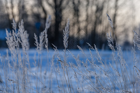冬天老旧的干草在冬季弯曲图片