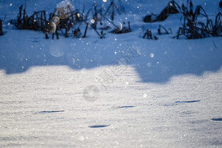 暴风雪中落下的雪片白雪背景有图片