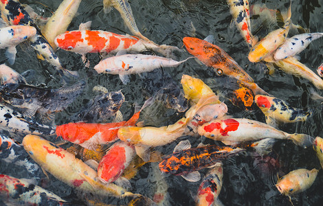 日本京都的日本锦鲤在疯狂觅食图片