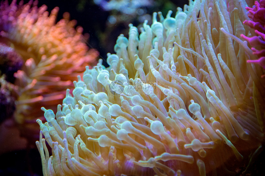 海葵触手硬珊瑚细节图片