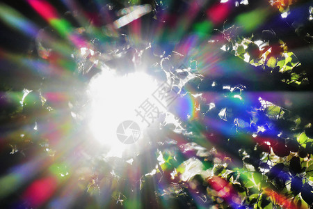 太阳光穿过树枝反光分解图片