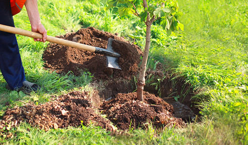 人种植一棵小树手握铲子挖地自然环图片