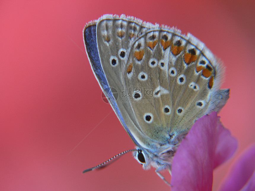 papillondanslaloire图片