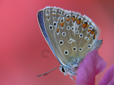 papillondanslaloire背景图片