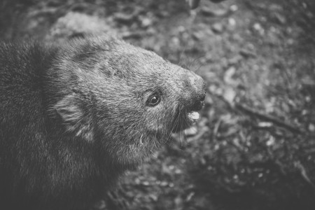 Wombat白天图片