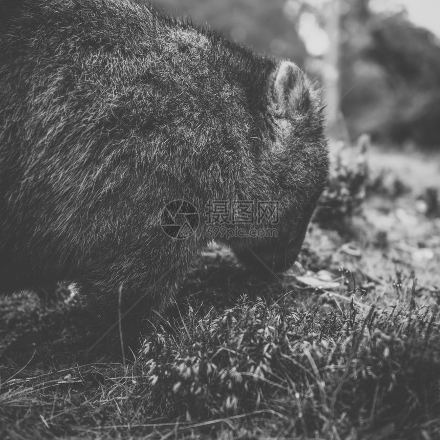 Wombat白天图片