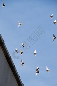 鸟群在蓝天上飞翔图片