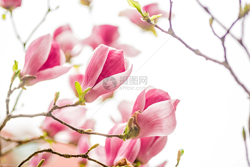 白色粉红和紫色木兰花图片