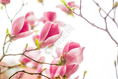 白色粉红和紫色木兰花图片
