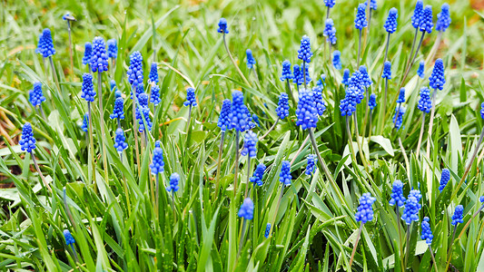 绿色背景的蓝色花朵M图片