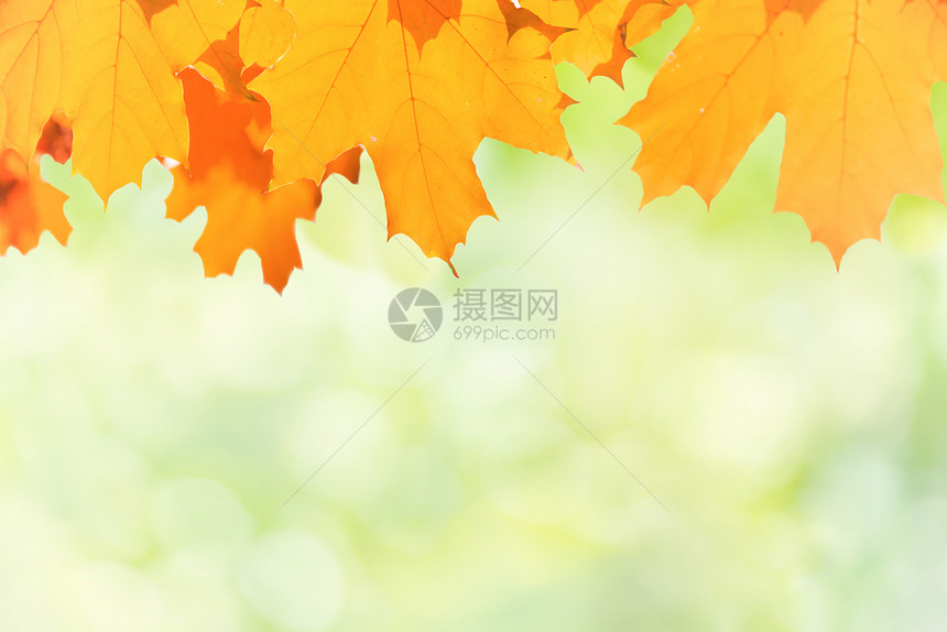 模糊绿色背景上的秋天红黄枫叶图片