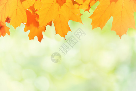 模糊绿色背景上的秋天红黄枫叶背景图片